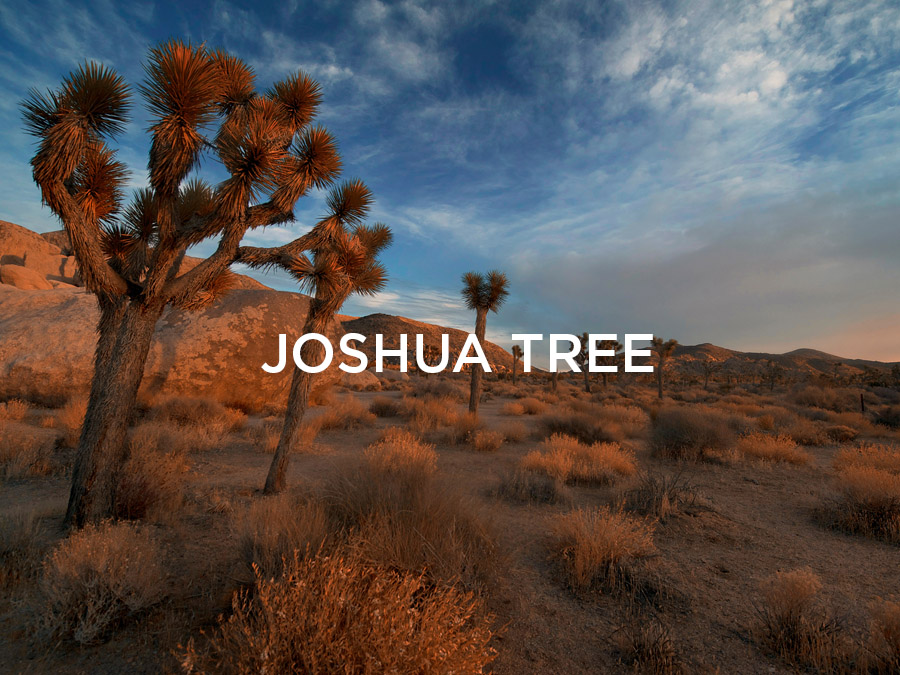 joshua-tree-guide